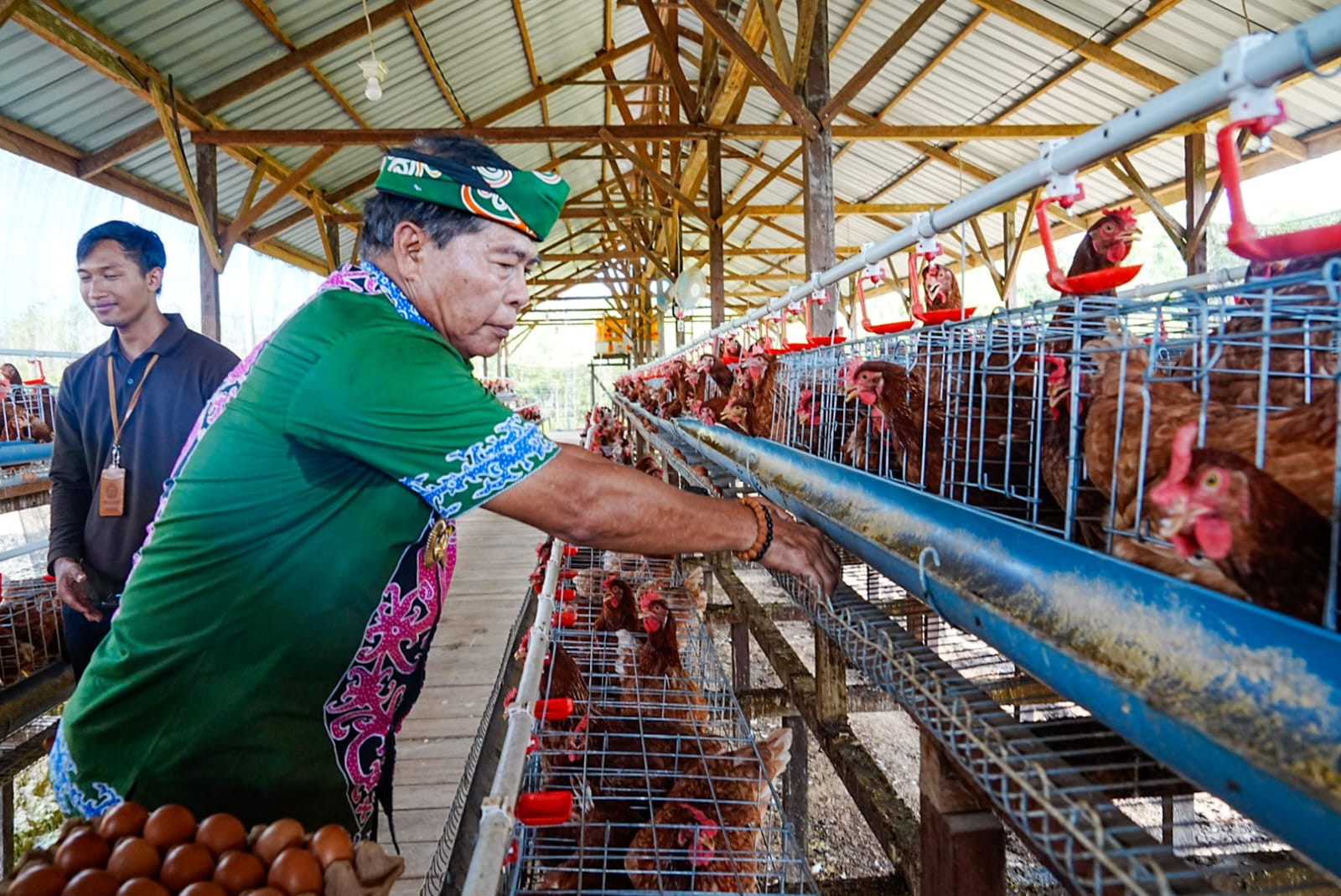  Gubernur Panen Perdana Ayam Petelur, Perkuat Ketahanan Pangan dan Gizi Masyarakat 